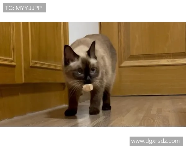 足球明星们的宠物选择揭秘：他们更爱狗还是猫的背后故事